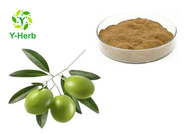 Olive Leaf Extract Natural Cosmetic Ingredients  Hydroxytyrosol  Oleuropein Powder
