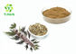 80 Mesh Motherwort Herbal Extract Powder Leonurus Cardiaca P.E. Leonurine Powder