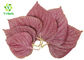 Water Soluble Perilla Leaf Extract Powder Perilla Frutescens L Lowering Blood Pressure