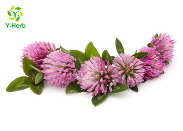 80 Mesh Herbal Red Clover Blossoms Extract Powder 20% Isoflavones Powder HPLC